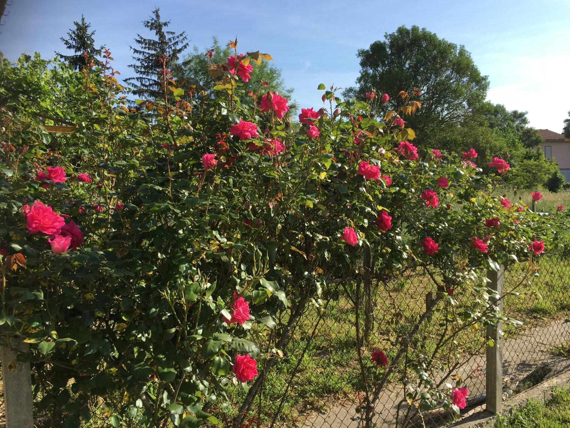 Chez Christian Bed and Breakfast LʼIsle-en-Dodon Εξωτερικό φωτογραφία